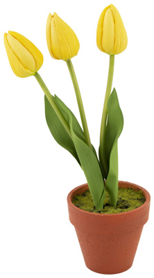 Yellow Potted Tulips